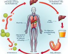 ¿Vale la pena usar Limpieza y desintoxicación durante fases de descarga?