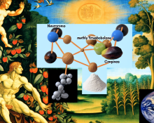 Methyltrenbolone con dieta muy baja en carbohidratos: señales